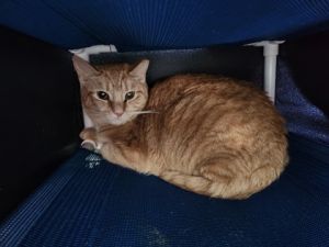 Chicken Tortilla, Adult Female Domestic Short Hair
