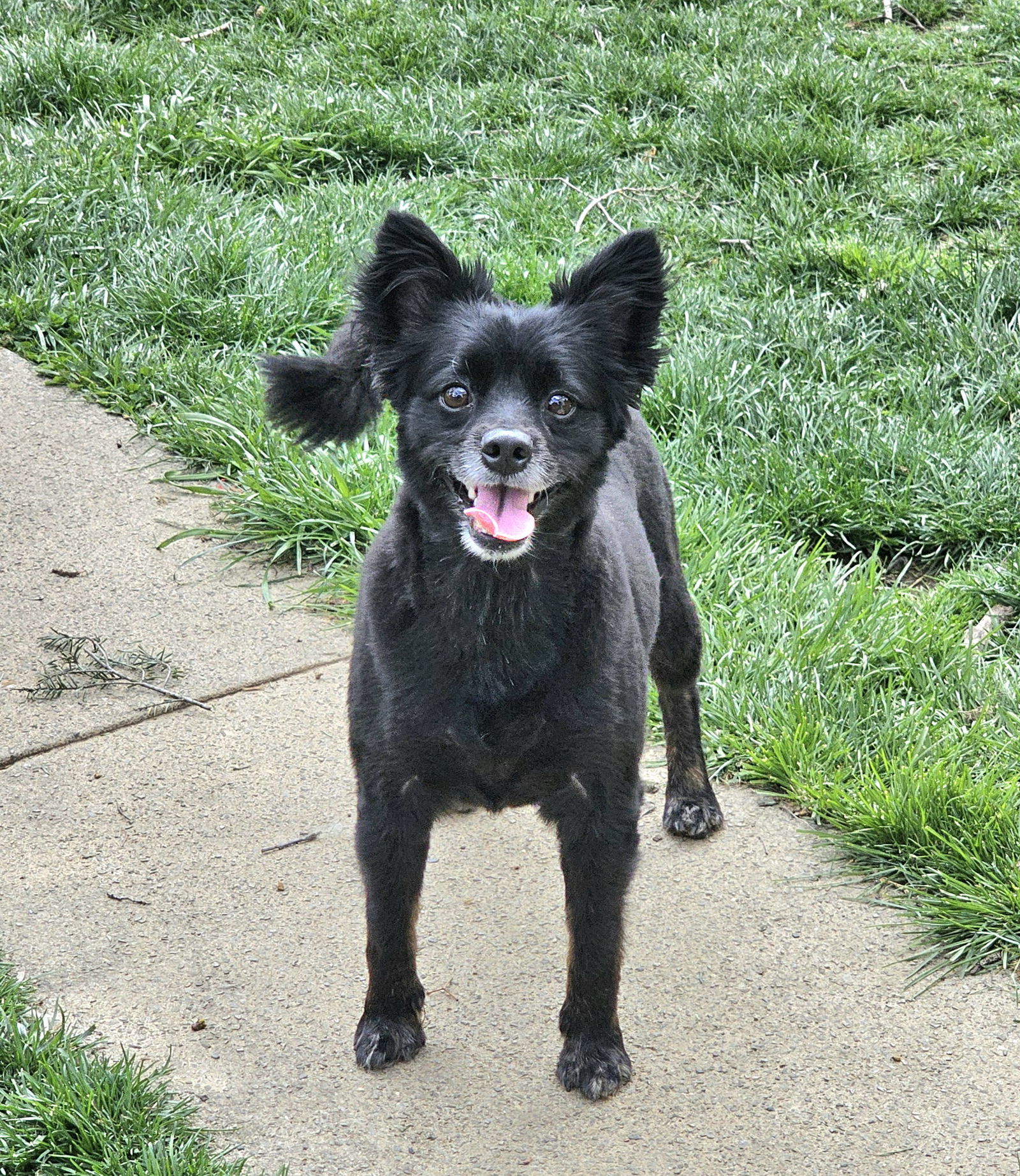 Pogo, an adoptable Pomeranian, Husky in Lebanon, PA, 17046 | Photo Image 1