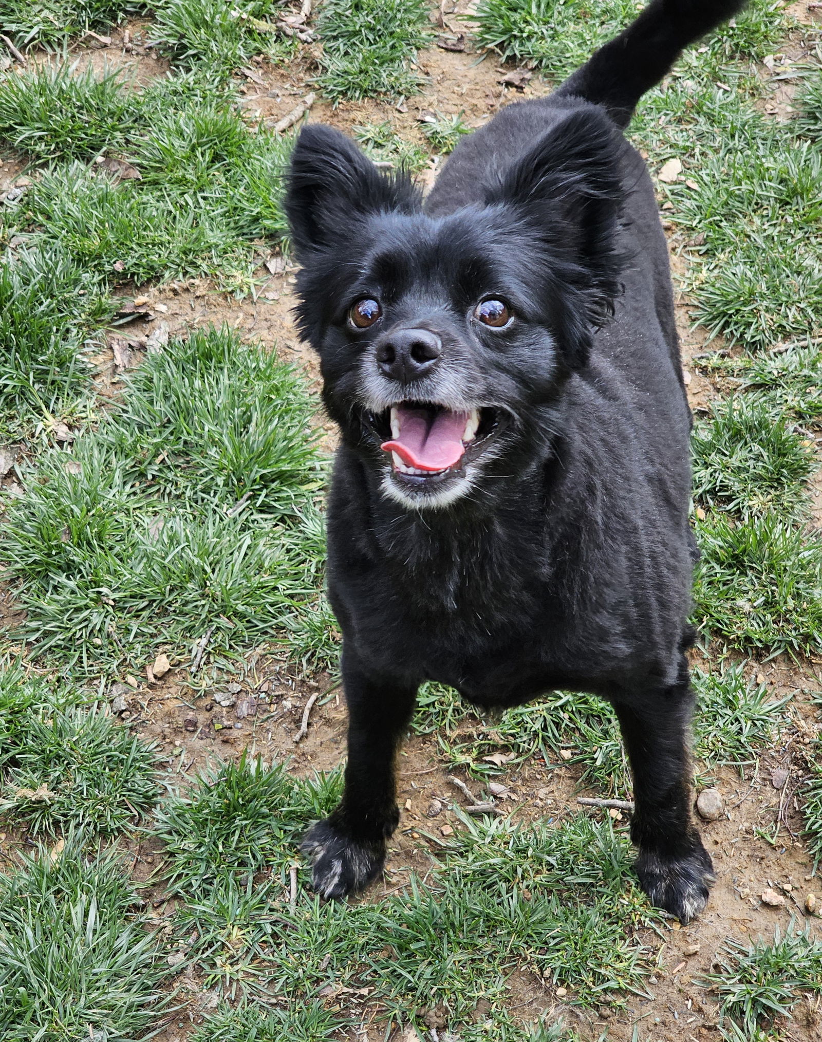 Pogo, an adoptable Pomeranian, Husky in Lebanon, PA, 17046 | Photo Image 2