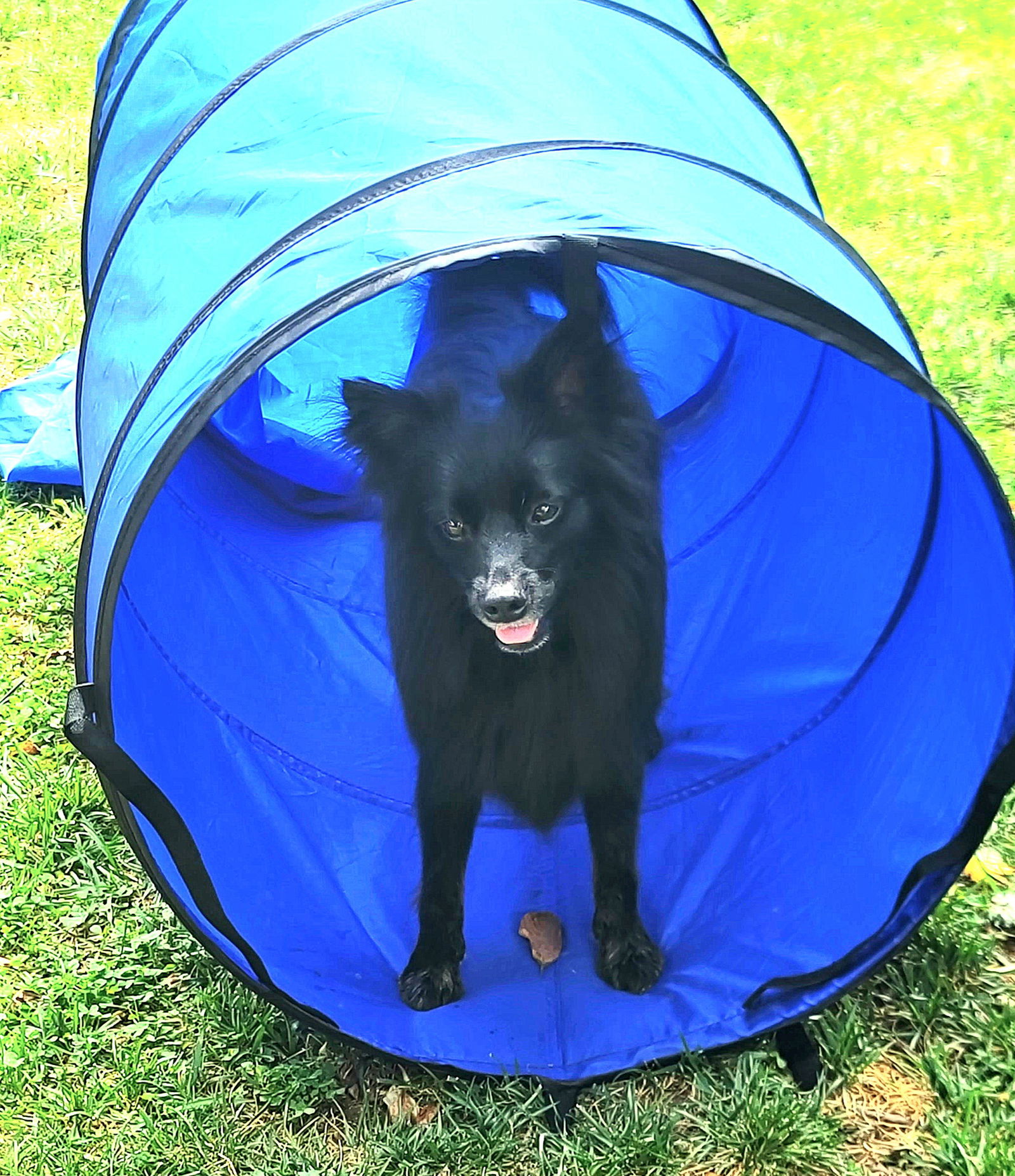 Pogo, an adoptable Pomeranian, Husky in Lebanon, PA, 17046 | Photo Image 3