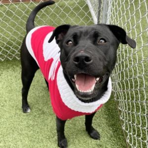 This sweet girl is Ripley She is a 1-year-old black Labrador Retriever mix She is a sweet and act
