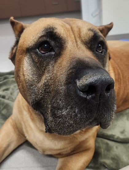 Tractor, an adoptable Cane Corso, Mixed Breed in Eugene, OR, 97402 | Photo Image 3