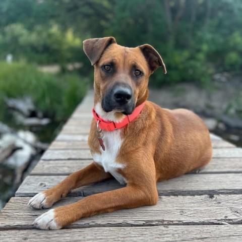 Rynny, an adoptable Mixed Breed in Moab, UT, 84532 | Photo Image 1