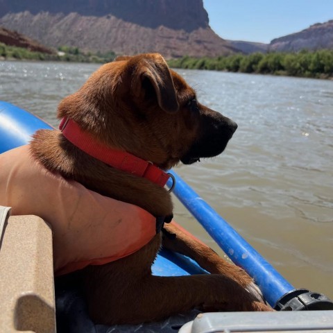 Rynny, an adoptable Mixed Breed in Moab, UT, 84532 | Photo Image 2