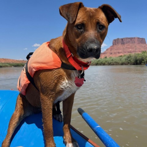 Rynny, an adoptable Mixed Breed in Moab, UT, 84532 | Photo Image 3