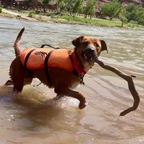 Rynny, an adoptable Mixed Breed in Moab, UT, 84532 | Photo Image 4