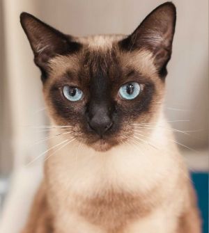DOB 03042022 Introducing Europa a stunning chocolate-colored Siamese feline who exudes elegance 