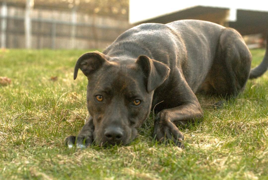 Dog For Adoption - Kricket, A Pit Bull Terrier & German Shepherd Dog 