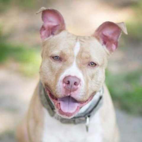 Petunia, an adoptable Pit Bull Terrier in Zimmerman, MN, 55398 | Photo Image 1