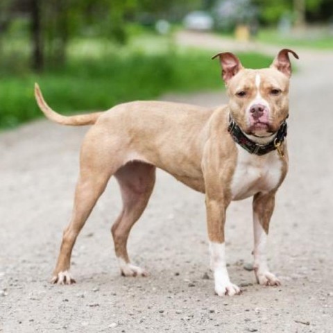 Petunia, an adoptable Pit Bull Terrier in Zimmerman, MN, 55398 | Photo Image 3