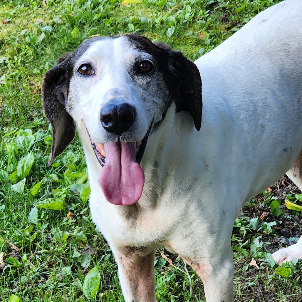Magnolia, an adoptable Hound in Zimmerman, MN, 55398 | Photo Image 1