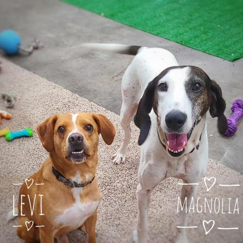 Magnolia, an adoptable Hound in Zimmerman, MN, 55398 | Photo Image 2