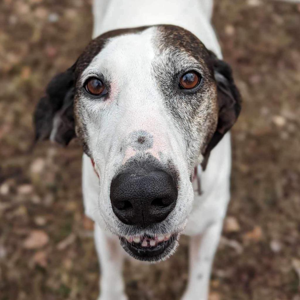 Magnolia, an adoptable Hound in Zimmerman, MN, 55398 | Photo Image 2