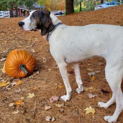 Magnolia, an adoptable Hound in Zimmerman, MN, 55398 | Photo Image 3