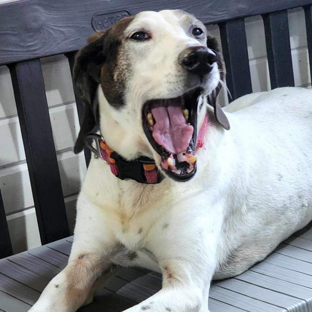 Magnolia, an adoptable Hound in Zimmerman, MN, 55398 | Photo Image 3
