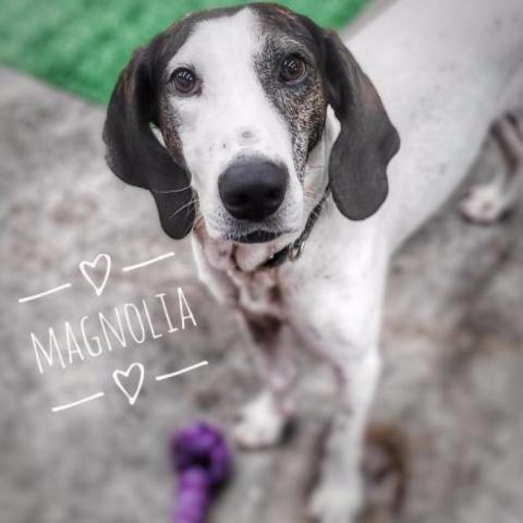 Magnolia, an adoptable Hound in Zimmerman, MN, 55398 | Photo Image 4