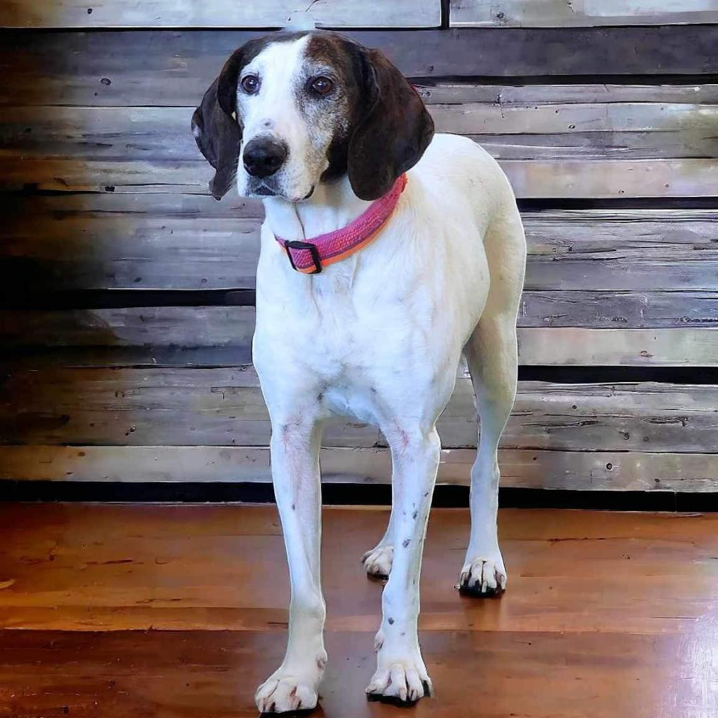 Magnolia, an adoptable Hound in Zimmerman, MN, 55398 | Photo Image 4