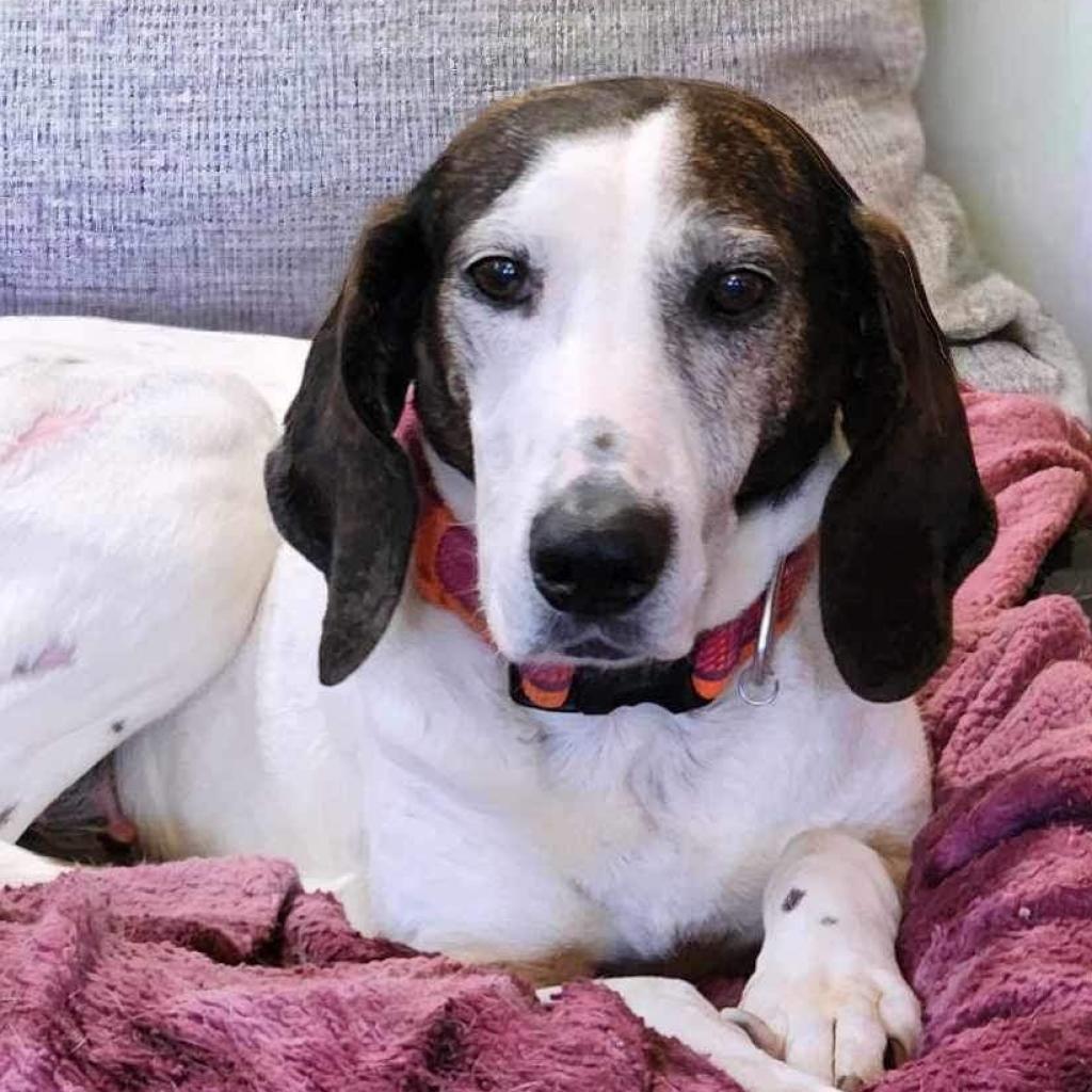 Magnolia, an adoptable Hound in Zimmerman, MN, 55398 | Photo Image 4