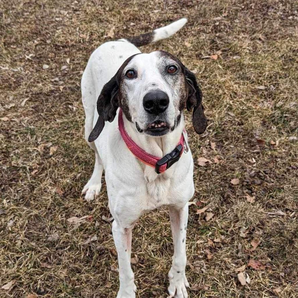 Magnolia, an adoptable Hound in Zimmerman, MN, 55398 | Photo Image 6