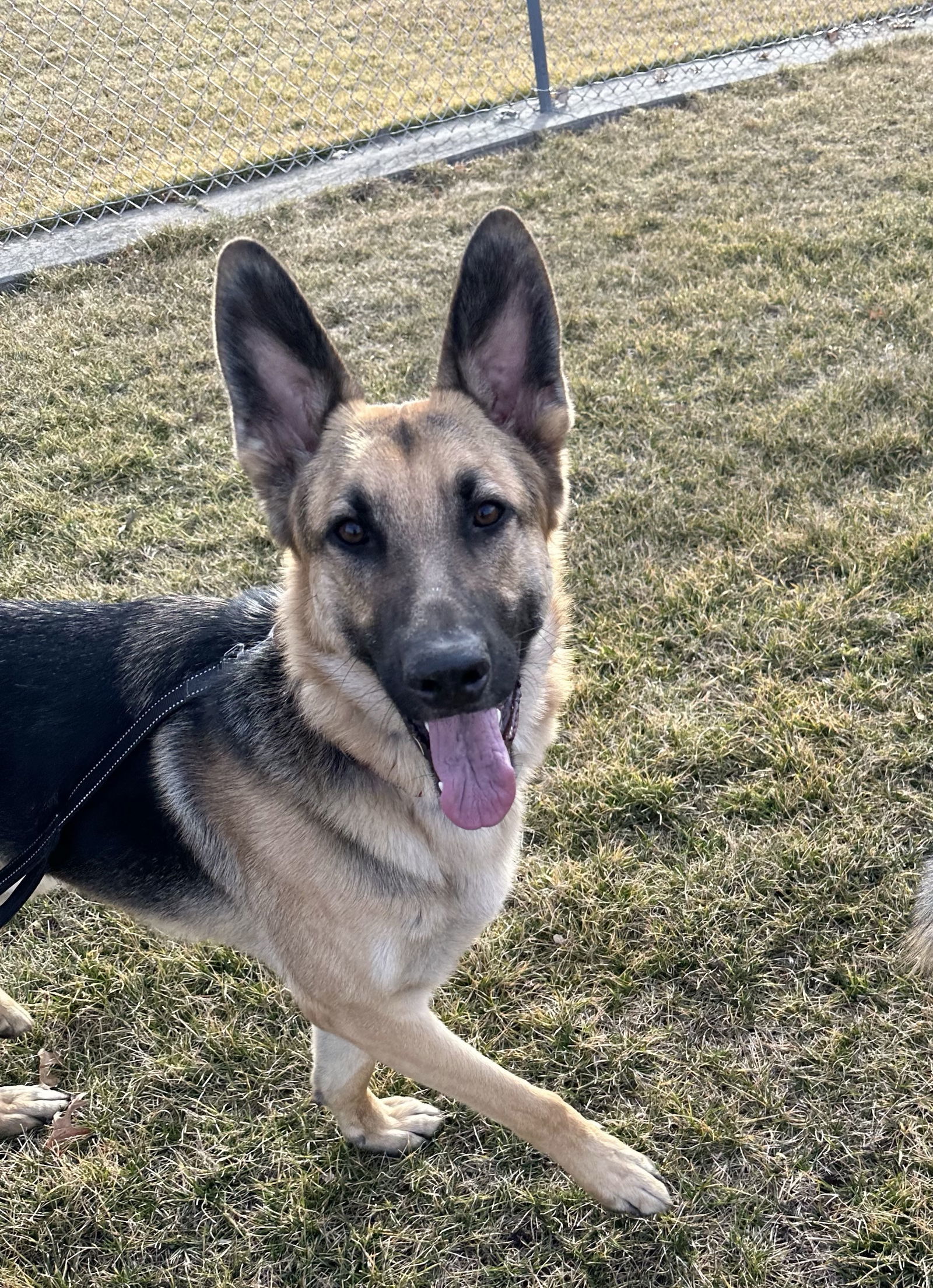 Hans, an adoptable German Shepherd Dog in Hugo, MN, 55038 | Photo Image 1