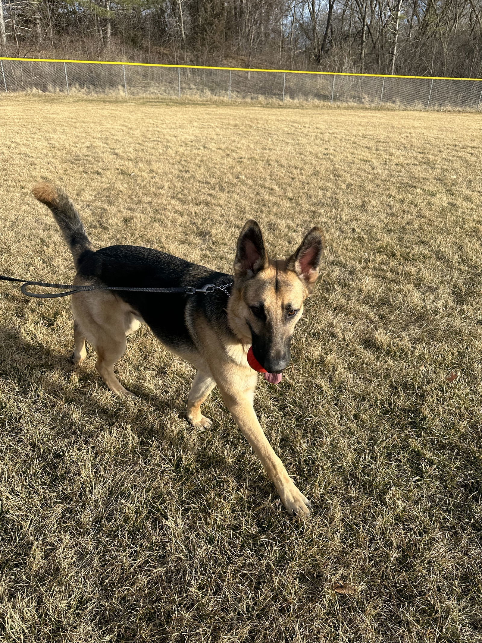 Hans, an adoptable German Shepherd Dog in Hugo, MN, 55038 | Photo Image 3