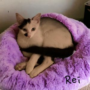 Rei Domestic Medium Hair Cat