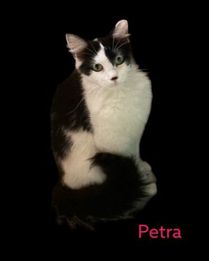 Petra Maine Coon Cat