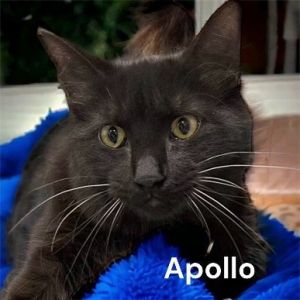 Apollo Maine Coon Cat