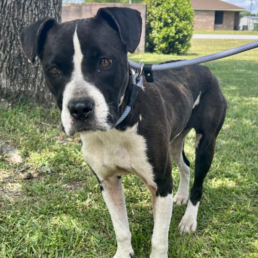 Jayda, an adoptable Mixed Breed in Bennettsville, SC, 29512 | Photo Image 1