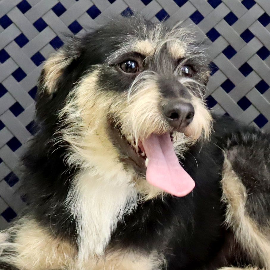 Yogi, an adoptable Poodle, Schnauzer in Fort Davis, TX, 79734 | Photo Image 1