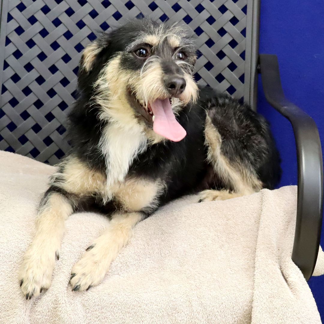 Yogi, an adoptable Poodle, Schnauzer in Fort Davis, TX, 79734 | Photo Image 2
