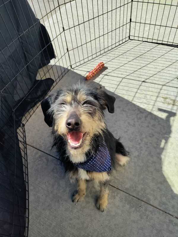 Yogi, an adoptable Poodle, Schnauzer in Fort Davis, TX, 79734 | Photo Image 3
