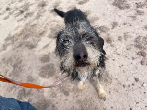 Yogi, an adoptable Poodle, Schnauzer in Fort Davis, TX, 79734 | Photo Image 4