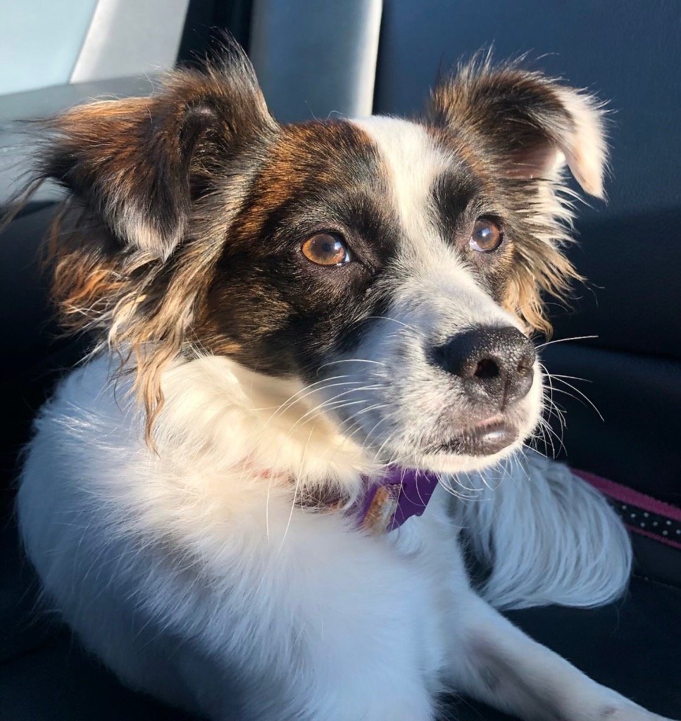 Ivy Rose, an adoptable Chihuahua, Papillon in Battle Ground, WA, 98604 | Photo Image 1