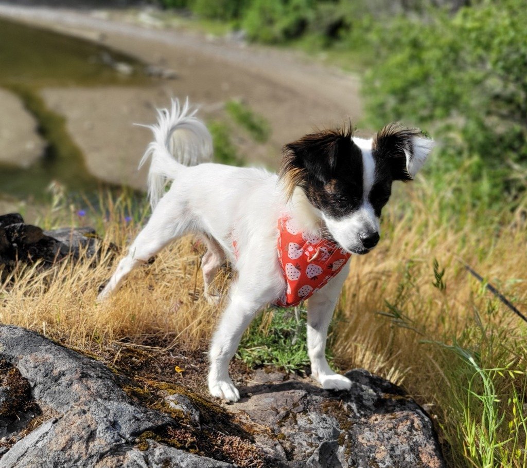 Ivy Rose, an adoptable Chihuahua, Papillon in Battle Ground, WA, 98604 | Photo Image 3