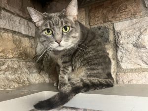 Bonnie-Bella Domestic Short Hair Cat