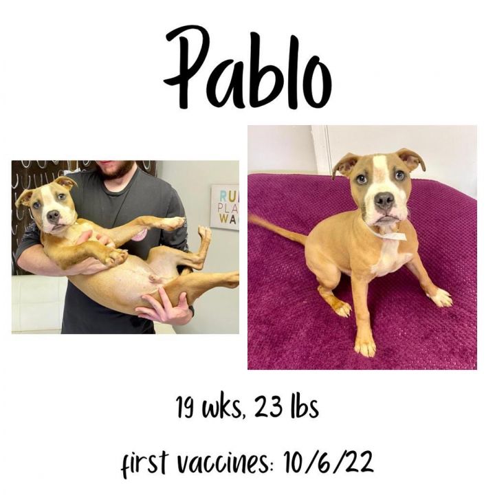 Pablo (1) 4
