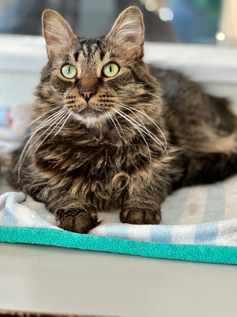 Alvin, an adoptable Domestic Long Hair in Cumberland, ME, 04021 | Photo Image 1