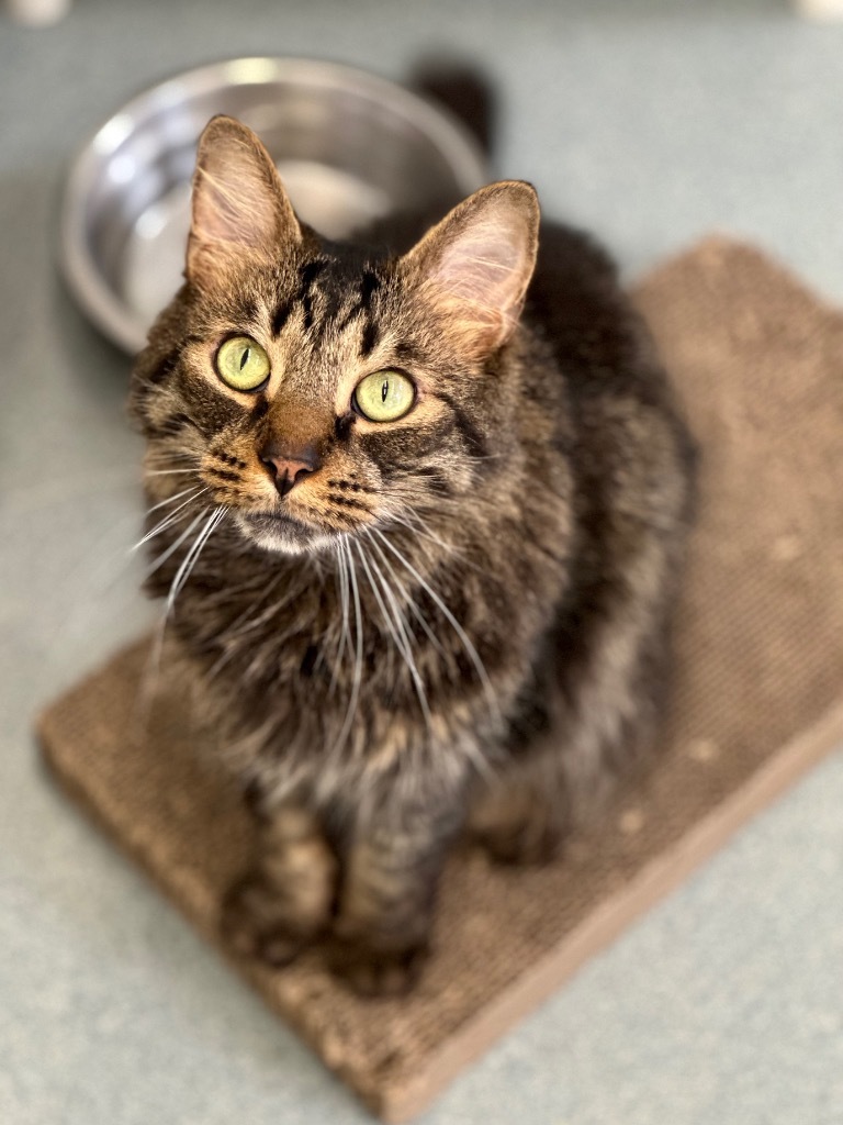 Alvin, an adoptable Domestic Long Hair in Cumberland, ME, 04021 | Photo Image 2