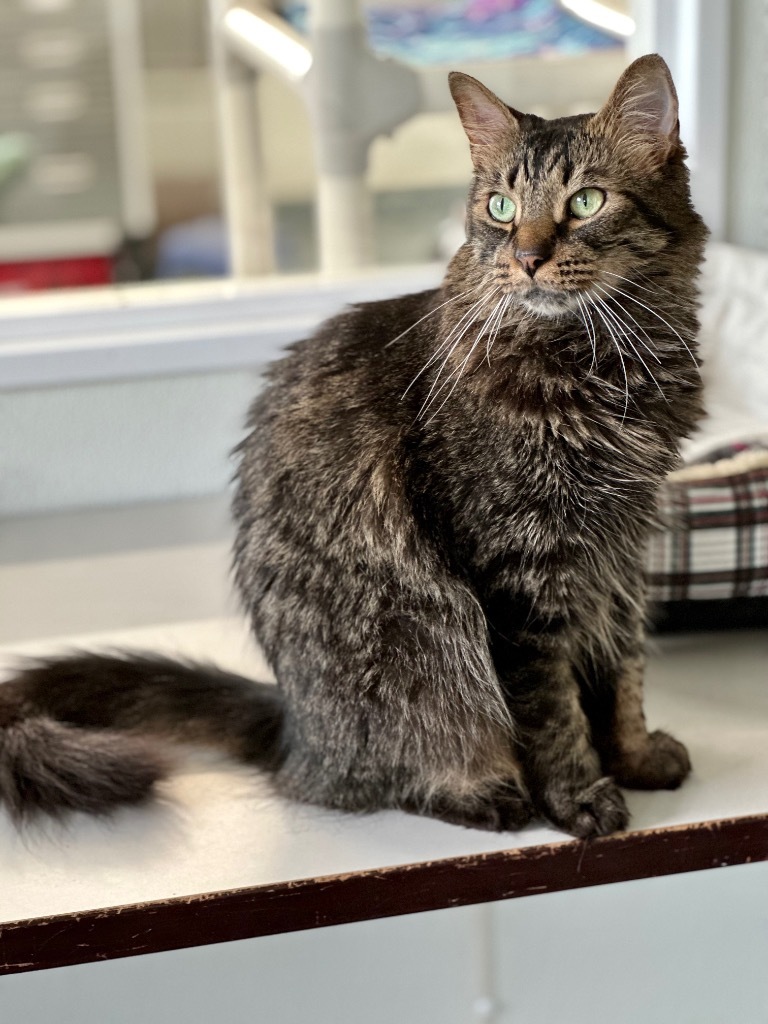 Alvin, an adoptable Domestic Long Hair in Cumberland, ME, 04021 | Photo Image 3