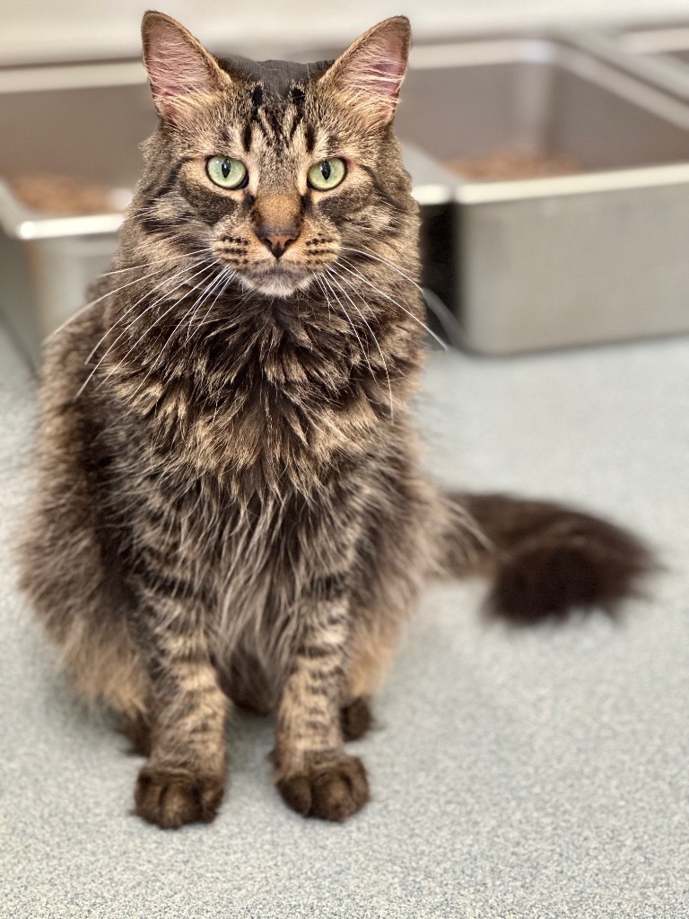 Alvin, an adoptable Domestic Long Hair in Cumberland, ME, 04021 | Photo Image 4