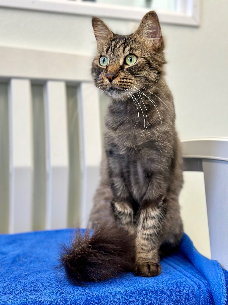 Alvin, an adoptable Domestic Long Hair in Cumberland, ME, 04021 | Photo Image 5