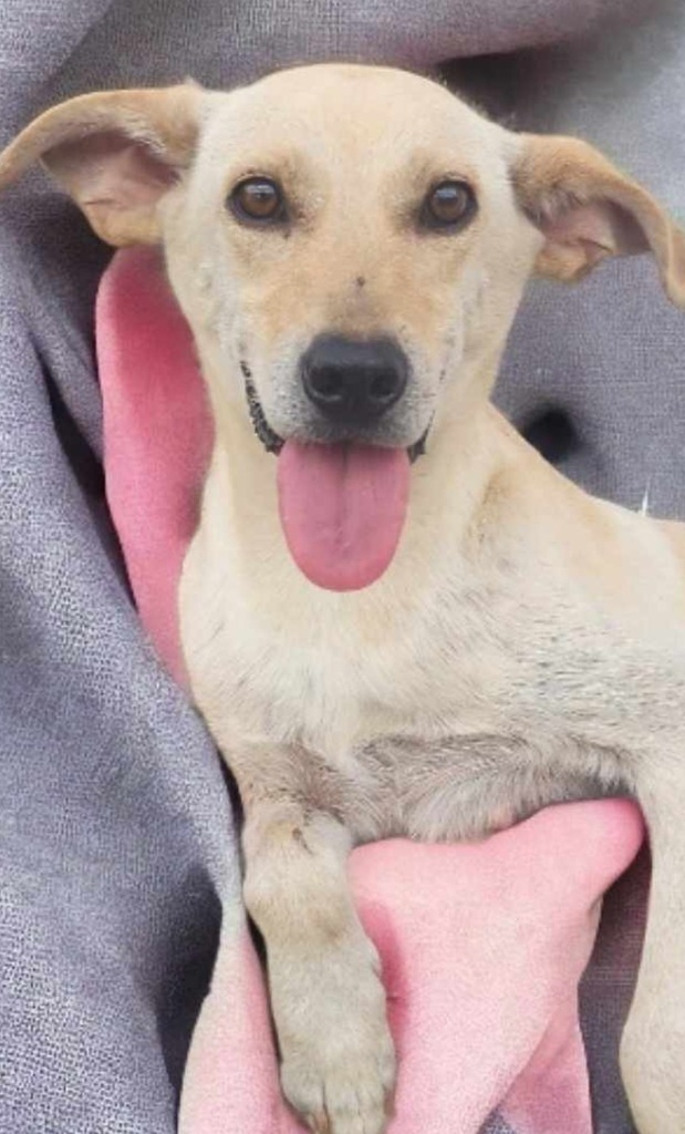 Vama Tango, an adoptable Labrador Retriever, Terrier in El Dorado, AR, 71730 | Photo Image 1