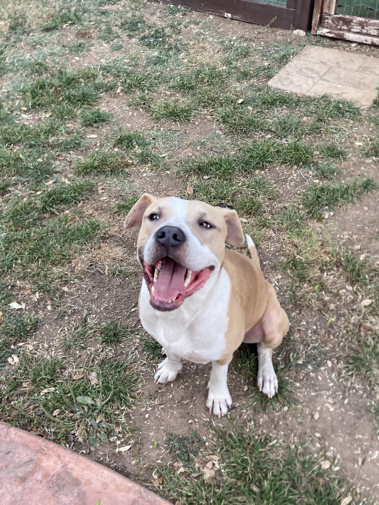 Lucky SC, an adoptable Pit Bull Terrier in San Angelo, TX, 76905 | Photo Image 3