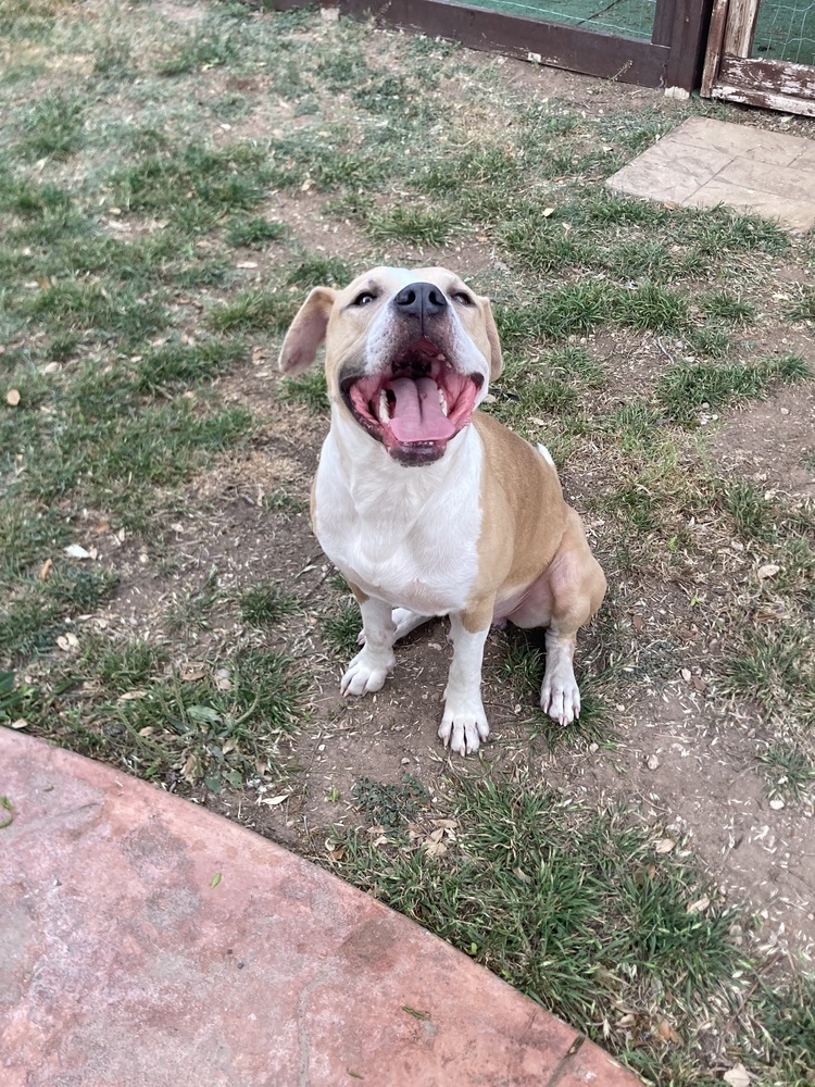 Lucky SC, an adoptable Pit Bull Terrier in San Angelo, TX, 76905 | Photo Image 4