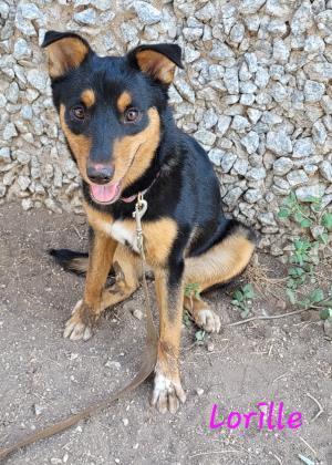 Lorille, an adoptable Terrier, Australian Cattle Dog / Blue Heeler in San Angelo, TX, 76905 | Photo Image 1