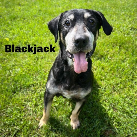 Blackjack 240239, an adoptable Black Mouth Cur, Mixed Breed in Escanaba, MI, 49829 | Photo Image 1