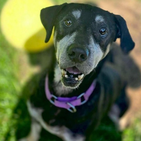 Blackjack 240239, an adoptable Black Mouth Cur, Mixed Breed in Escanaba, MI, 49829 | Photo Image 2