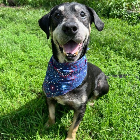 Blackjack 240239, an adoptable Black Mouth Cur, Mixed Breed in Escanaba, MI, 49829 | Photo Image 3