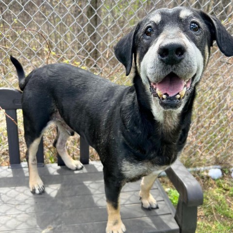 Blackjack 240239, an adoptable Black Mouth Cur, Mixed Breed in Escanaba, MI, 49829 | Photo Image 4